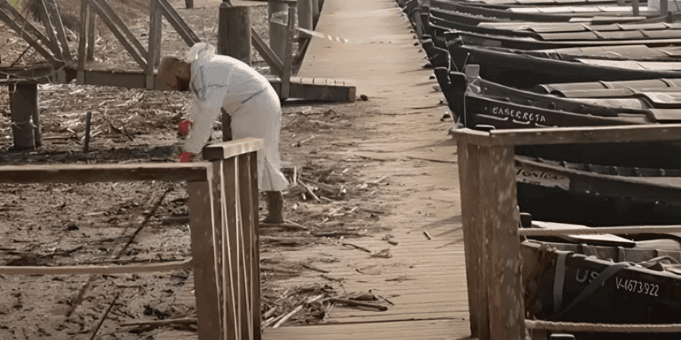 Nace el Proyecto Ernesto Fuster Lázaro: una red de prevención frente a desastres como la DANA de Valencia 1 Arrozales perdidos, ayudas a medias y una Albufera que pide auxilio