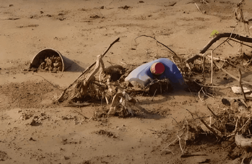 Arrozales perdidos, ayudas a medias y una Albufera que pide auxilio 4 La Albufera dejara de cultivar arroz en 132 hectareas debido a la acumulacion de basura tras la DANA 5 Mediana