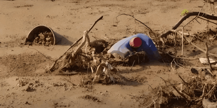 El Gobierno comunica a la Generalitat y municipios el reparto del anticipo de 100 millones del Fondo de Solidaridad de la UE 1 Arrozales perdidos, ayudas a medias y una Albufera que pide auxilio