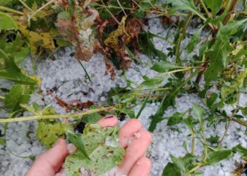 AVA-ASAJA estima que el pedrisco afectó a 8.500 hectáreas con pérdidas iniciales de 3 millones