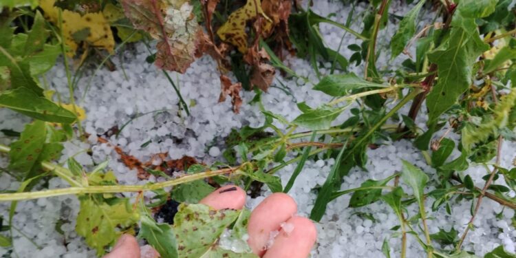 AVA-ASAJA estima que el pedrisco afectó a 8.500 hectáreas con pérdidas iniciales de 3 millones 1 AVA-ASAJA estima que el pedrisco afectó a 8.500 hectáreas con pérdidas iniciales de 3 millones