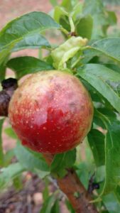 AVA-ASAJA estima que el pedrisco afectó a 8.500 hectáreas con pérdidas iniciales de 3 millones 2 PEDRISCO 2