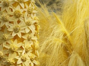La Palma Blanca de Elig/Elche una tradición artesanal que se mantiene desde época ancestral 2 Palma Blanca de Elche