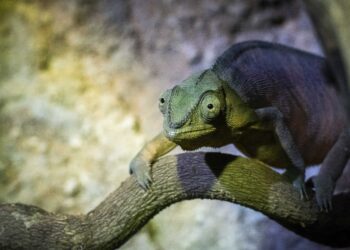 Llegan cuatro ejemplares más del camaleón pantera a BIOPARC Valéncia