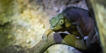 Llegan cuatro ejemplares más del camaleón pantera a BIOPARC Valéncia