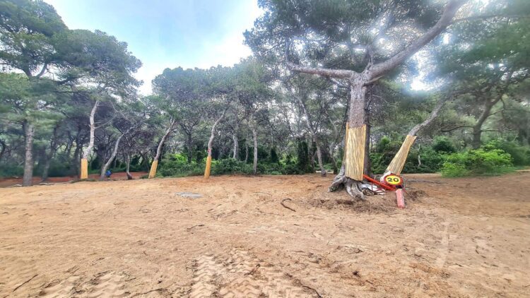 El Ayuntamiento de Valencia inicia las obras de recuperación ecológica y adecuación paisajística del Pouet del Saler