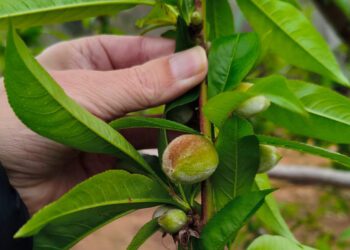 AVA-ASAJA solicita ayudas para los afectados por la DANA que no podrán regar frutas de hueso 4 AVA-ASAJA solicita ayudas para los afectados por la DANA que no podrán regar frutas de hueso