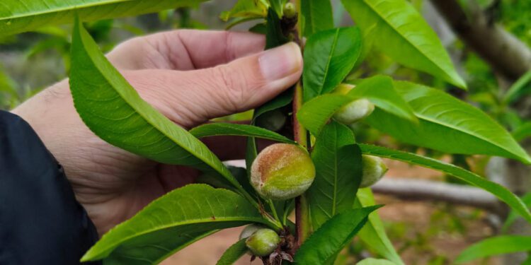AVA-ASAJA solicita ayudas para los afectados por la DANA que no podrán regar frutas de hueso