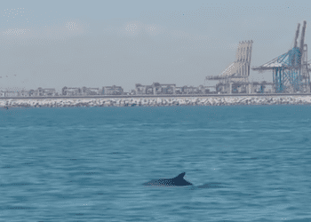 Avistados dos delfines frente a las cosas de Pinedo