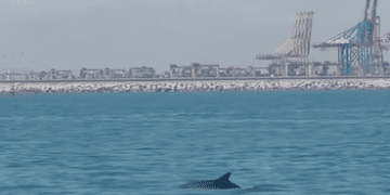 Avistados dos delfines frente a las cosas de Pinedo
