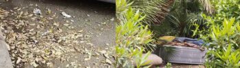 Los vecinos de San Antonio de la Zaidía aseguran que al nulo mantenimiento de los jardines ahora se une la falta de limpieza
