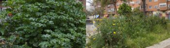 Los vecinos de San Antonio de la Zaidía denuncian el abandono de la jardinería