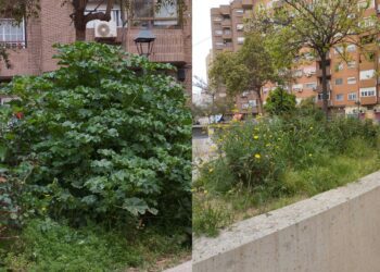 Los vecinos de San Antonio de la Zaidía denuncian el abandono de la jardinería 2 Los vecinos de San Antonio de la Zaidía denuncian el abandono de la jardinería