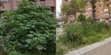 Los vecinos de San Antonio de la Zaidía denuncian el abandono de la jardinería