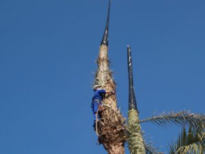 La Palma Blanca de Elig/Elche una tradición artesanal que se mantiene desde época ancestral 4 encapuruzado palmeral elche c visitelche