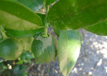 AVA-ASAJA solicita a la Conselleria que las Oficinas Comarcales Agrarias se impliquen en el seguimiento del Scirtothrips aurantii (plaga de trips)