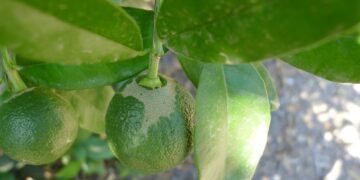 AVA-ASAJA solicita a la Conselleria que las Oficinas Comarcales Agrarias se impliquen en el seguimiento del Scirtothrips aurantii (plaga de trips)