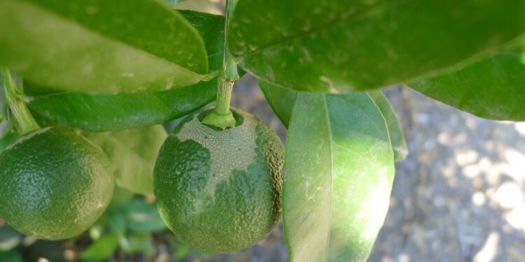 AVA-ASAJA solicita a la Conselleria que las Oficinas Comarcales Agrarias se impliquen en el seguimiento del Scirtothrips aurantii (plaga de trips)