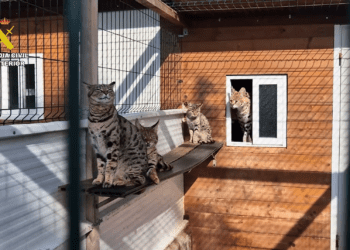 El tráfico ilegal de animales exóticos desde Mallorca: un mercado clandestino de lujo que amenaza la biodiversidad mundial