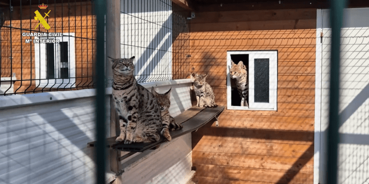 El tráfico ilegal de animales exóticos desde Mallorca: un mercado clandestino de lujo que amenaza la biodiversidad mundial 1 El tráfico ilegal de animales exóticos desde Mallorca: un mercado clandestino de lujo que amenaza la biodiversidad mundial