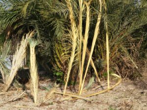 La Palma Blanca de Elig/Elche una tradición artesanal que se mantiene desde época ancestral 5 palma blanca 31