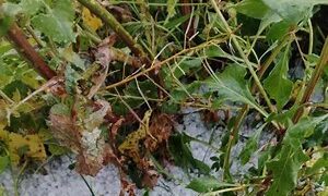 El granizo afecta a 8.500 hectáreas y genera pérdidas iniciales en el campo valoradas en tres millones de euros