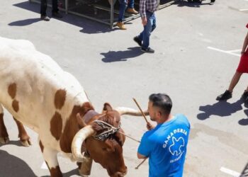 La plataforma antitaurina de la Comunidad Valenciana reprocha al Ayuntamiento de Cullera la suelta de vaquillas en plena emergencia 