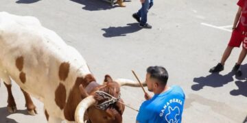 La plataforma antitaurina de la Comunidad Valenciana reprocha al Ayuntamiento de Cullera la suelta de vaquillas en plena emergencia 