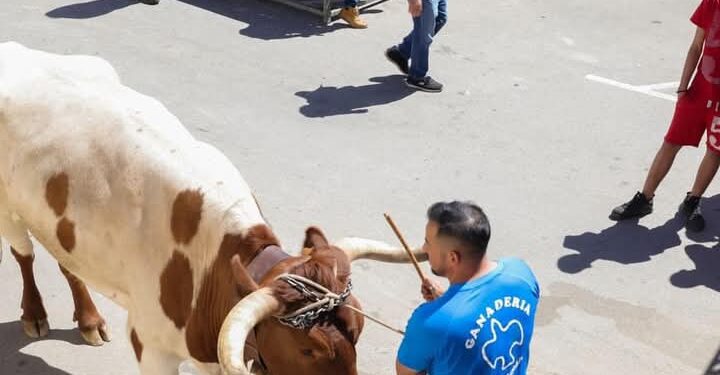 La plataforma antitaurina de la Comunidad Valenciana reprocha al Ayuntamiento de Cullera la suelta de vaquillas en plena emergencia  1 La plataforma antitaurina de la Comunidad Valenciana reprocha al Ayuntamiento de Cullera la suelta de vaquillas en plena emergencia