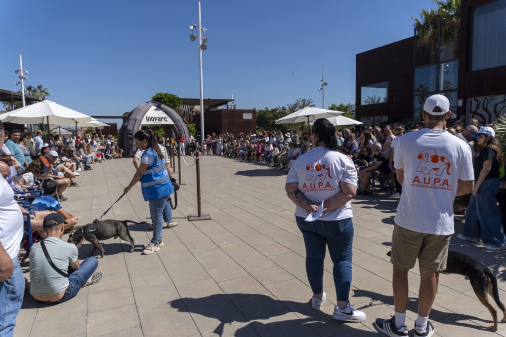 26º Desfile de perros de las protectoras AUPA, Modepran y Fundación BIOPARC 3 25 Mayo 2025 26 Desfile AUPA BIOPARC 1