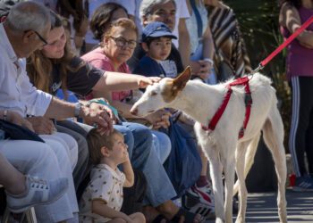 26º Desfile de perros de las protectoras AUPA, Modepran y Fundación BIOPARC