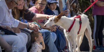 26º Desfile de perros de las protectoras AUPA, Modepran y Fundación BIOPARC