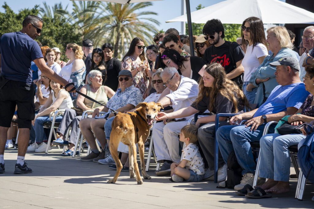 26º Desfile de perros de las protectoras AUPA, Modepran y Fundación BIOPARC 2 25 Mayo 2025 26 Desfile AUPA BIOPARC 20