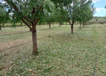 Un violento episodio de pedrisco deja 40 millones en pérdidas en el interior de Valencia