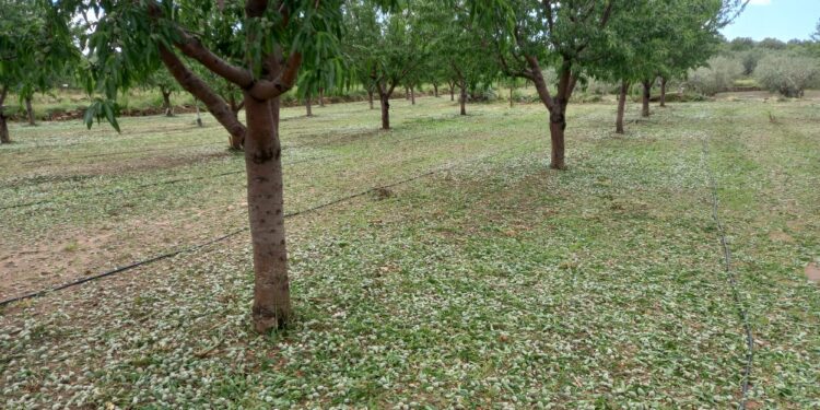 Un violento episodio de pedrisco deja 40 millones en pérdidas en el interior de Valencia 1 Un violento episodio de pedrisco deja 40 millones en pérdidas en el interior de Valencia