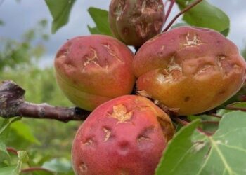 AVA-ASAJA exige seguros adaptados a la realidad climática tras un nuevo episodio de pedrisco que ha afectado 13.900 hectáreas