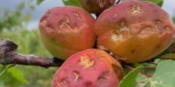 AVA-ASAJA exige seguros adaptados a la realidad climática tras un nuevo episodio de pedrisco que ha afectado 13.900 hectáreas