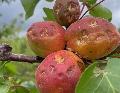 AVA-ASAJA exige seguros adaptados a la realidad climática tras un nuevo episodio de pedrisco que ha afectado 13.900 hectáreas