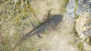 Mayo 2025 Naturalizacion de las aulas aulas. Fundacion BIOPARC Caixa Popular reintroduccion de gallipatos 25