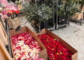 20 cajas de pétalos de rosa valenciana en la Casa Vestuario para el Trasllat de la Mare de Deu dels Desamparats 4 20 cajas de pétalos de rosa valenciana en la Casa Vestuario para el Trasllat de la Mare de Deu dels Desamparats