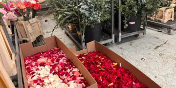 20 cajas de pétalos de rosa valenciana en la Casa Vestuario para el Trasllat de la Mare de Deu dels Desamparats