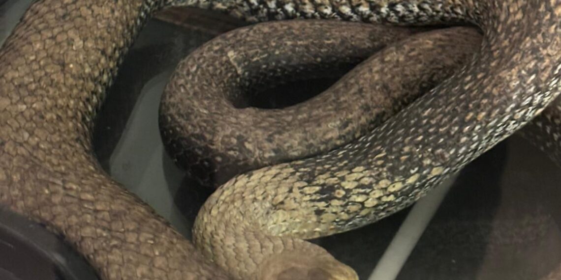 Un vecino localiza una culebra de 3 metros en el motor de un coche en un garaje de Valencia