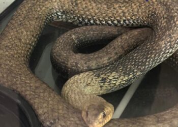 Un vecino localiza una culebra de 3 metros en el motor de un coche en un garaje de Valencia