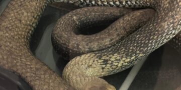 Un vecino localiza una culebra de 3 metros en el motor de un coche en un garaje de Valencia