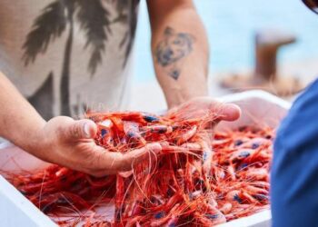 El Ministerio de Agricultura reduce un 10% la cuota de pesca de la gamba roja en el Mediterráneo 2 El Ministerio de Agricultura reduce un 10% la cuota de pesca de la gamba roja en el Mediterráneo