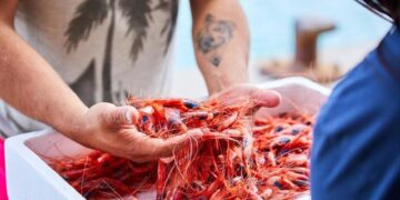 El Ministerio de Agricultura reduce un 10% la cuota de pesca de la gamba roja en el Mediterráneo