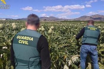 Investigan a diez hombres por seis robos de alcachofas en una explotación agrícola de Novelda