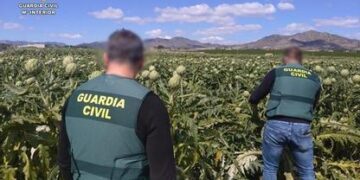 Investigan a diez hombres por seis robos de alcachofas en una explotación agrícola de Novelda