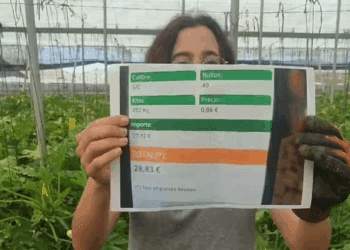 Pagan a 0,04 céntimos el kilo de calabacín español mientras en las tiendas superan el 1,75€/Kg: ruina de los agricultores