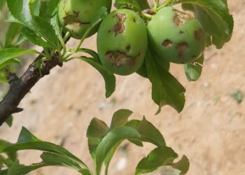 AVA-ASAJA reclama ayudas directas para los agricultores que se han quedado fuera al eliminarse la extensión de garantías de cítricos